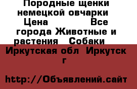 Породные щенки немецкой овчарки › Цена ­ 24 000 - Все города Животные и растения » Собаки   . Иркутская обл.,Иркутск г.